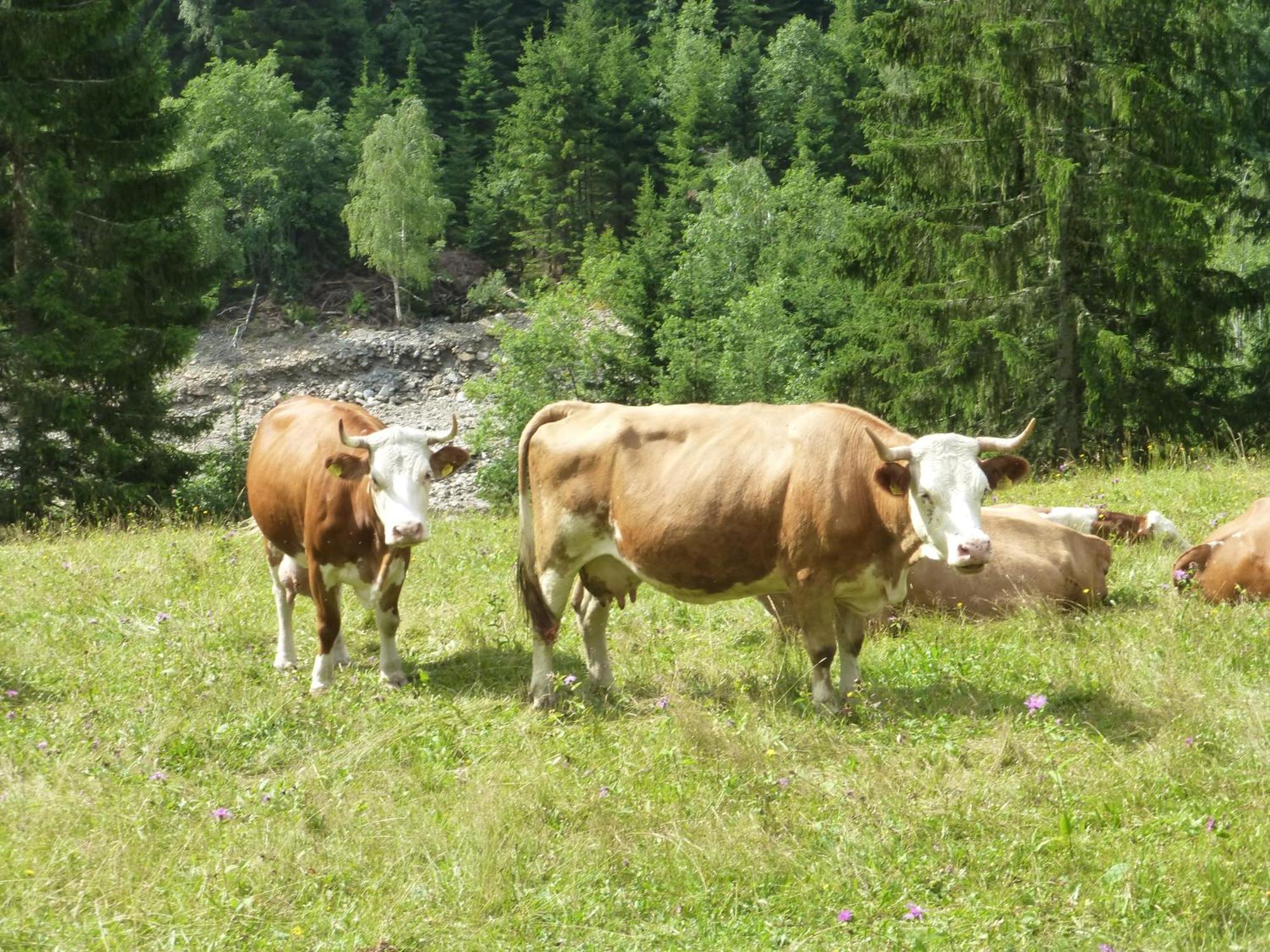 B&B,Bergheimat Oase Irschen Kültér fotó